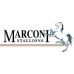 Official logo of Stallions football club